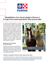 Réhabilitation d’un cheval négligé